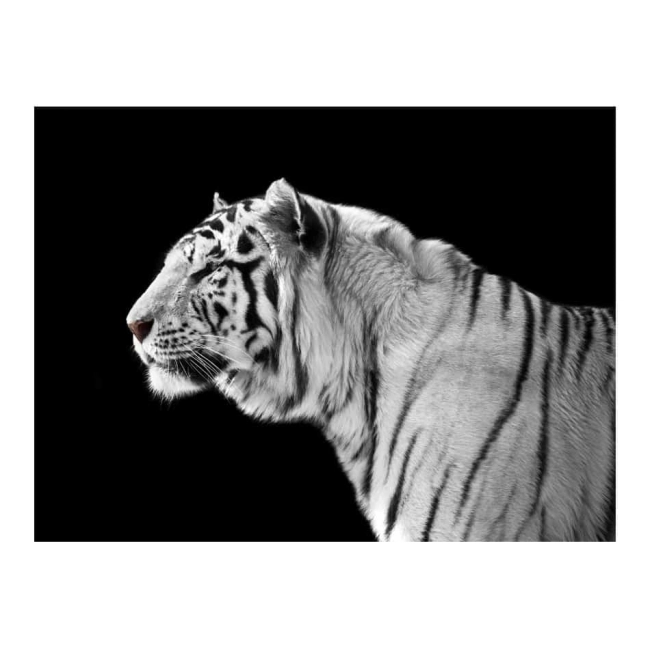 Fototapeta - Biały tygrys