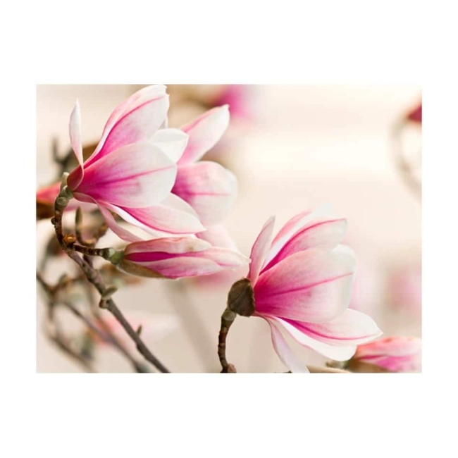 Fototapeta - KWIATY Branch of magnolia tree