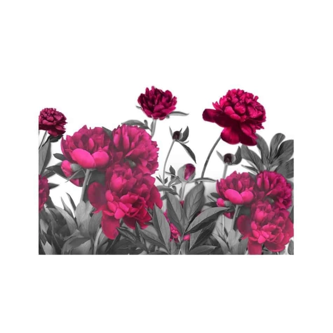 Fototapeta -ciemnoróżowe kwiaty i szare łodygi