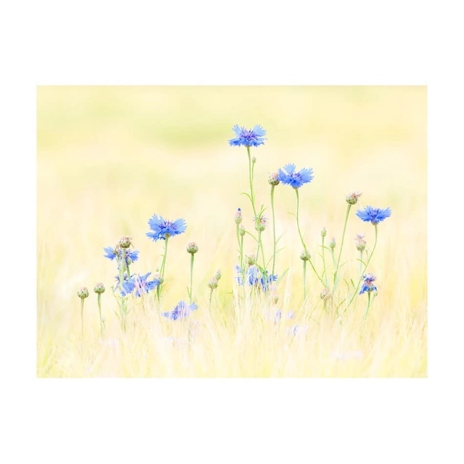 Fototapeta -chabrowe kwiaty na łące na słonecznym tle