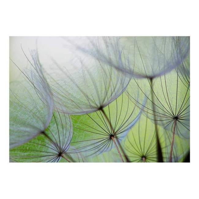 Fototapeta -dmuchawce na zielonym tle