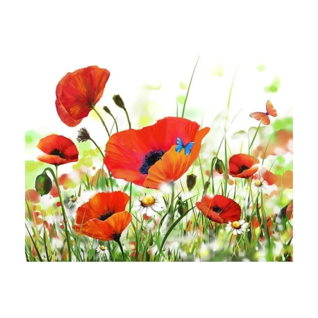 Fototapeta - Country poppies