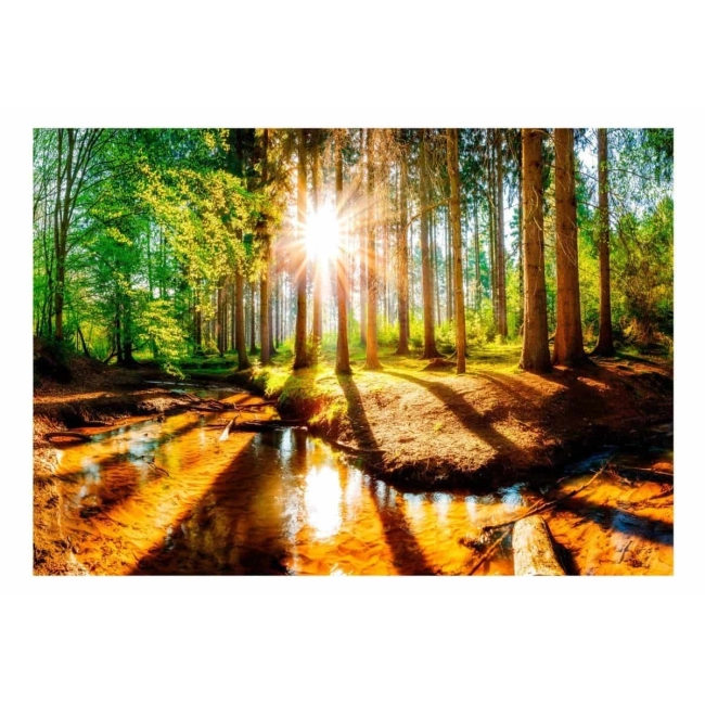 Fototapeta - Cudowny las słońce drzewa 3d