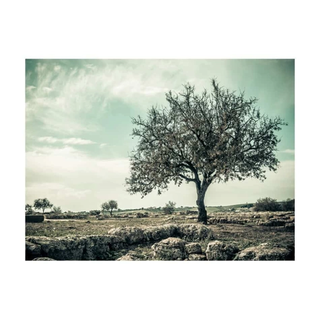 Fototapeta - drzewo - vintage