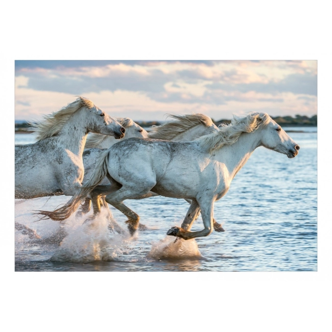 Fototapeta -białe konie