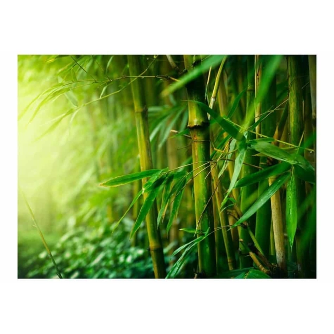 Fototapeta - dżungla - bambus