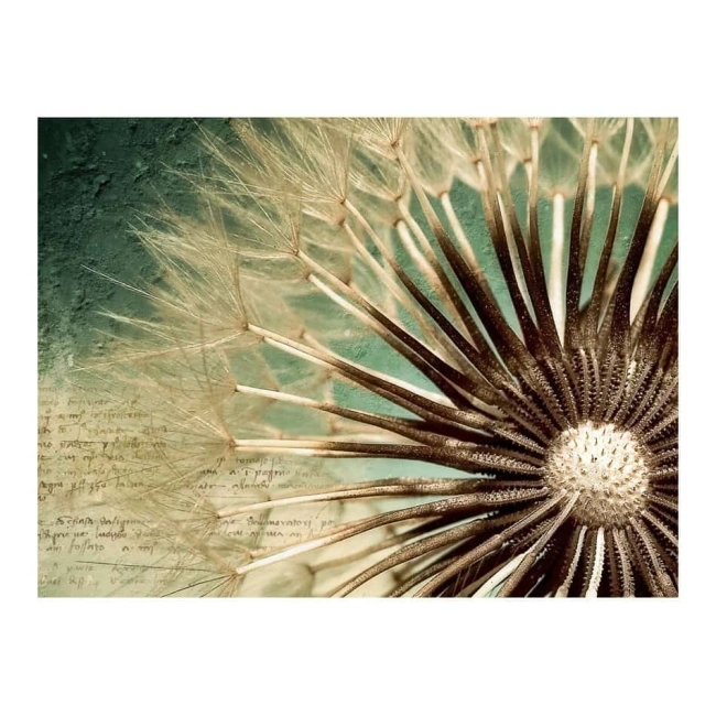 Fototapeta -kwiat na turkusowej ścianie
