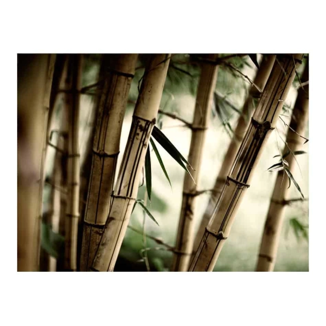 Fototapeta - Fog and bamboo forest