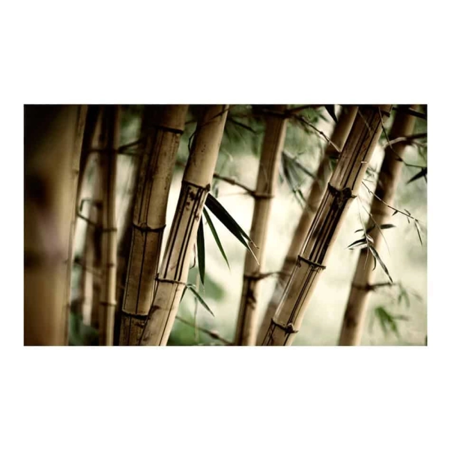 Fototapeta - Fog and bamboo forest