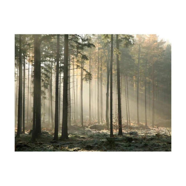 Fototapeta - Foggy November morning