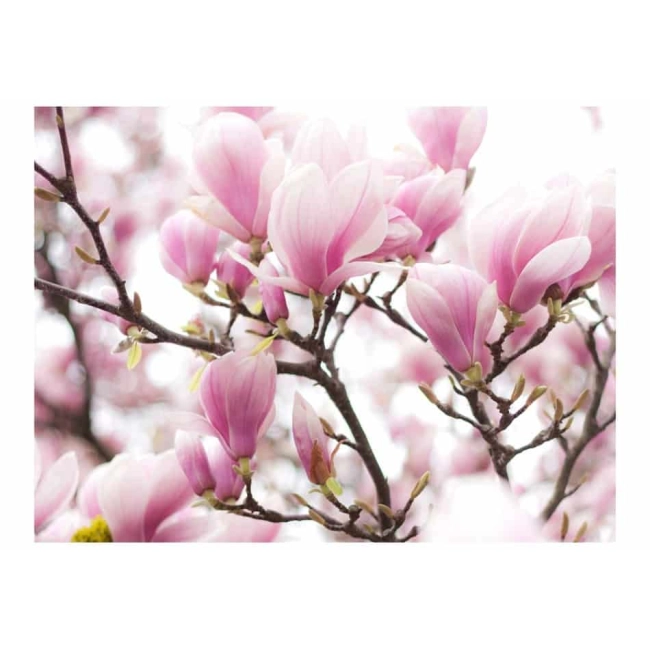 Fototapeta - Gałązka kwitnącej magnolii