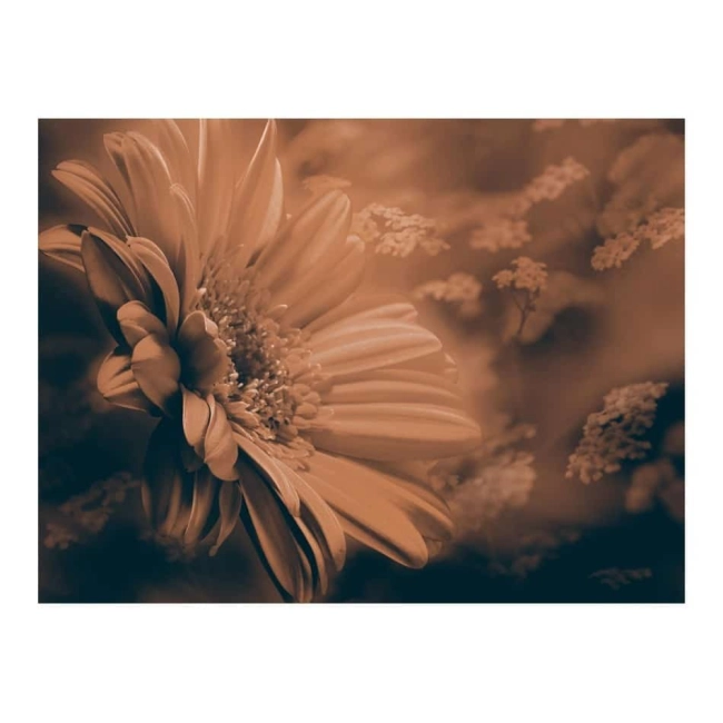 Fototapeta - Gerbera w brązach