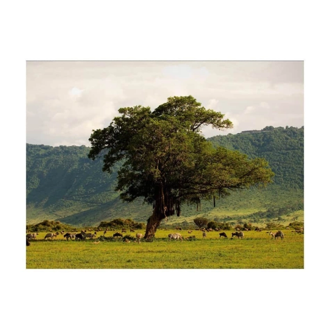 Fototapeta - In a crater of Ngoro ngoro