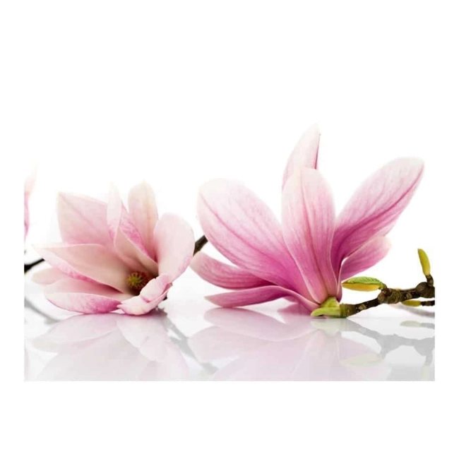 Fototapeta - Kwiat magnolii