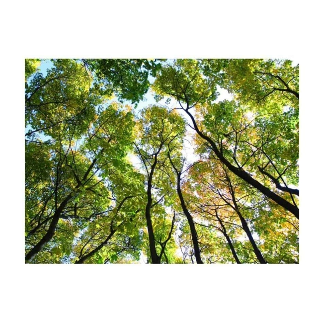 Fototapeta - Looking up at the trees