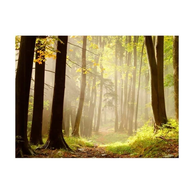 Fototapeta - Mysterious forest path