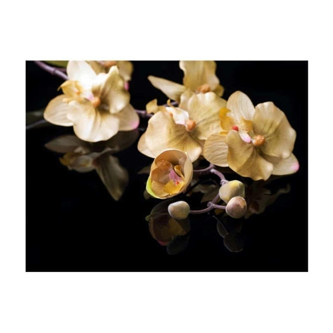Fototapeta - Orchids in ecru color