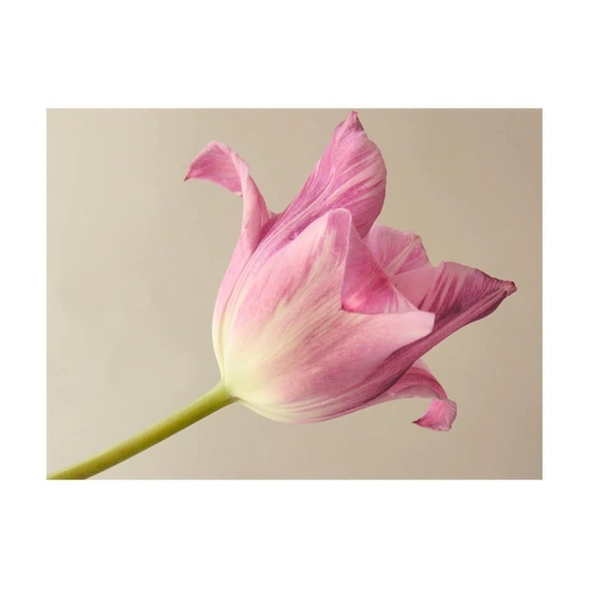 Fototapeta - Pink tulip