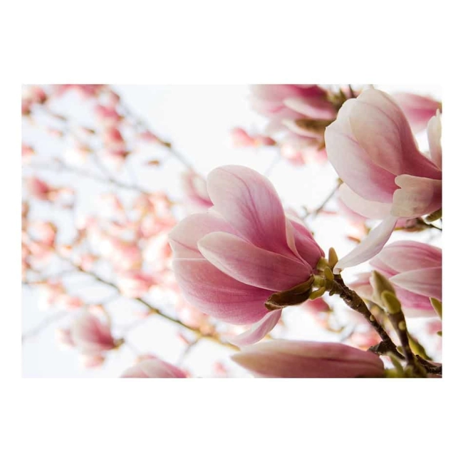 Fototapeta - Różowa magnolia