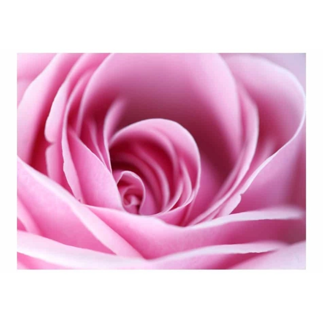 Fototapeta - Różowa róża