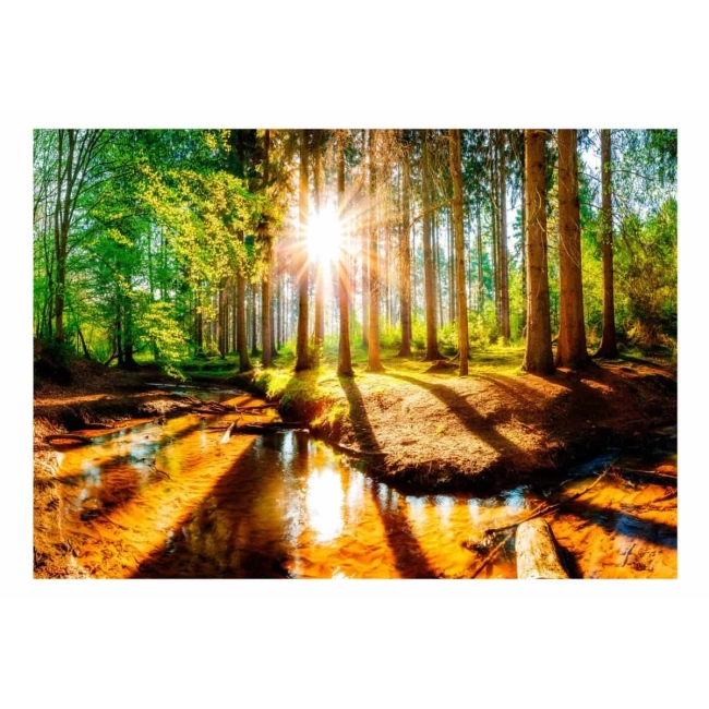 Fototapeta samoprzylepna - Cudowny las