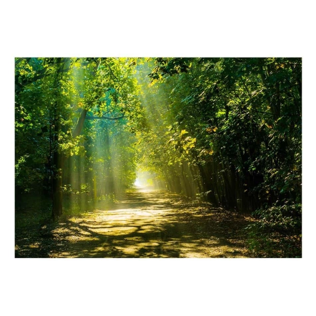 Fototapeta samoprzylepna - Droga w słońcu