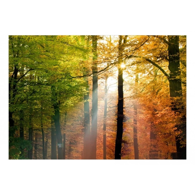 Fototapeta samoprzylepna - Kolory lasu