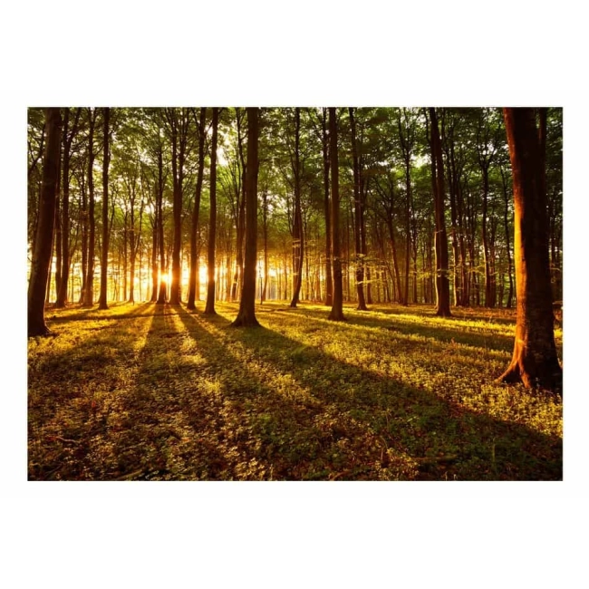 Fototapeta samoprzylepna - Lato: poranek w lesie