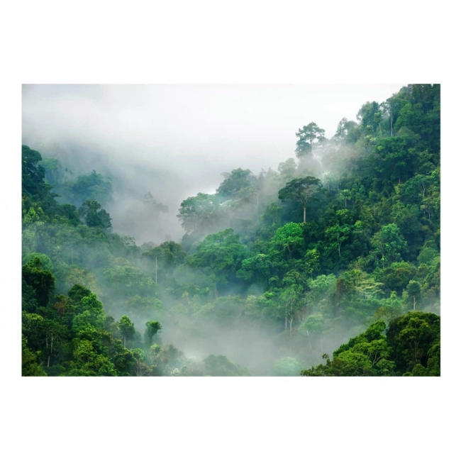 Fototapeta samoprzylepna - Poranna mgła w lesie