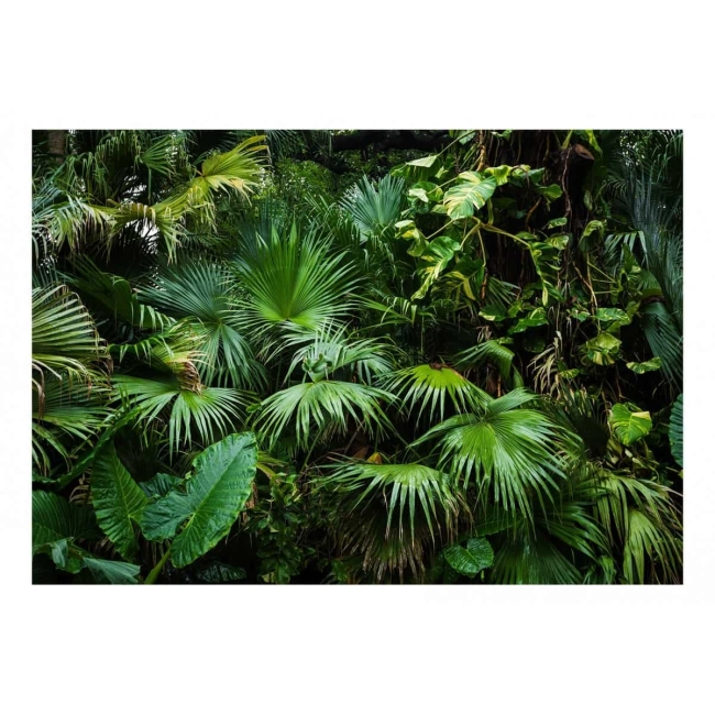 Fototapeta samoprzylepna - Słoneczna dżungla