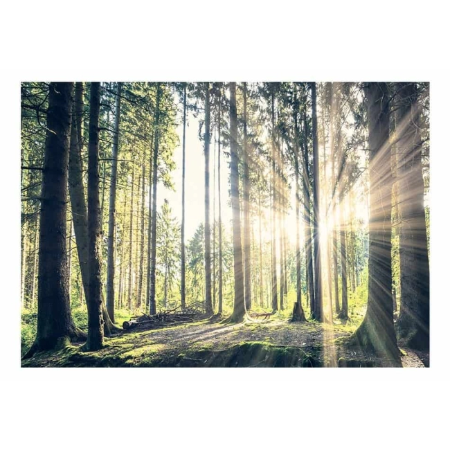 Fototapeta samoprzylepna - Spacer po lesie