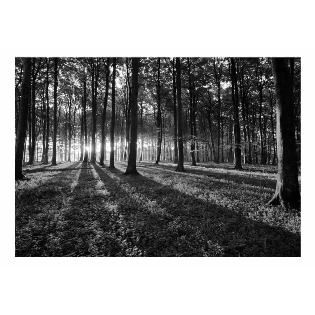 Fototapeta samoprzylepna - The Light in the Forest