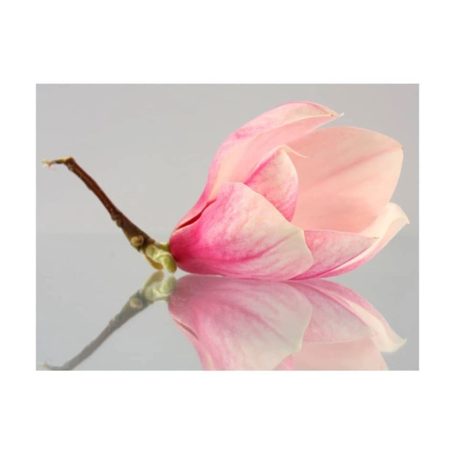 Fototapeta - Samotny kwiat magnolii