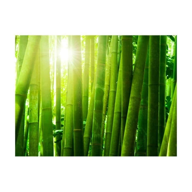 Fototapeta - Słońce i bambus