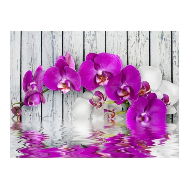 Fototapeta - Violet orchids with water reflexion