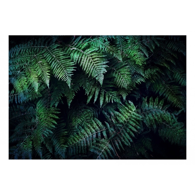 Fototapeta liście dżungla W gąszczu