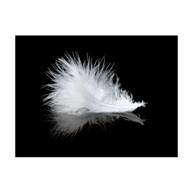 Fototapeta - White feather