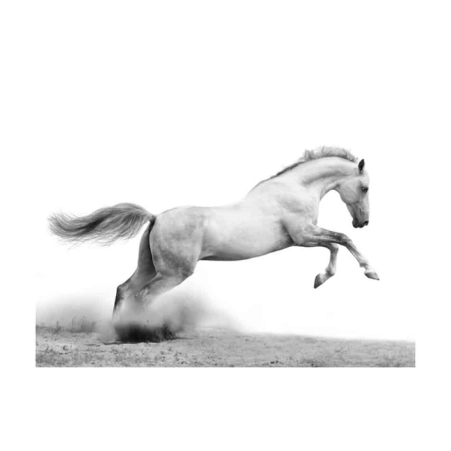 Fototapeta - White gallop