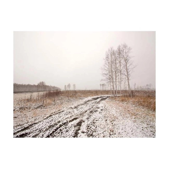 Fototapeta - Winter field