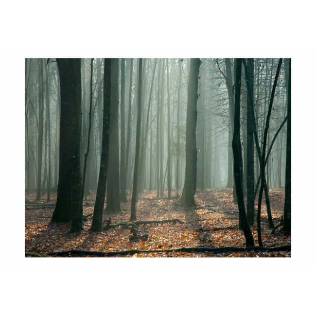 Fototapeta - Witches' forest