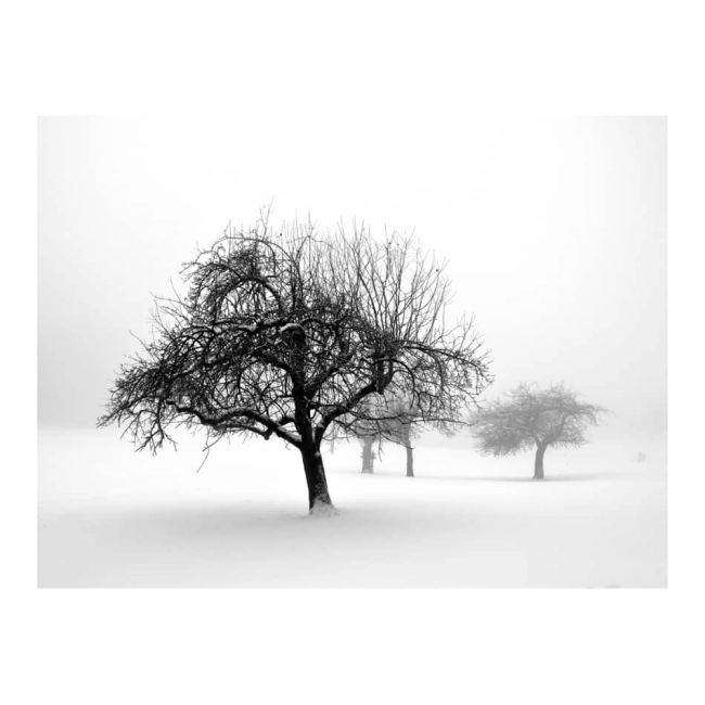 Fototapeta - Zima: drzewa