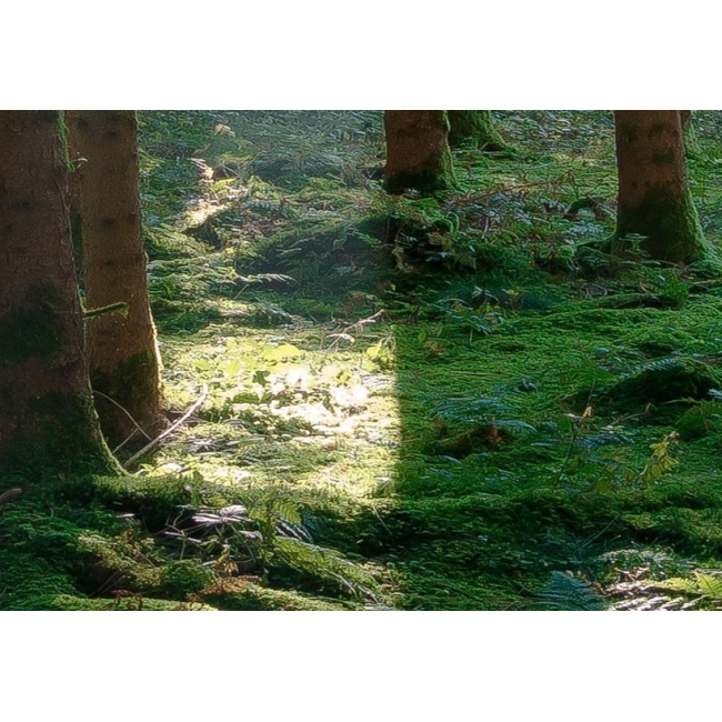 Obraz las drzewa słońce krajobraz Baśniowa puszcza