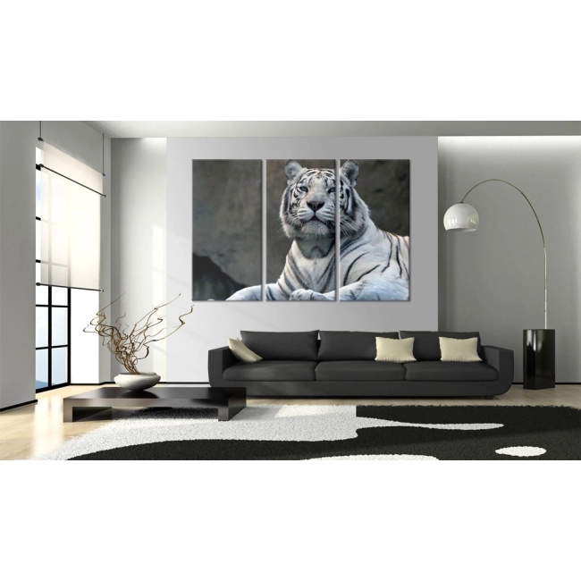Obraz - Biały tygrys