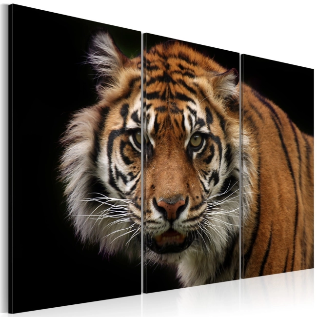 Obraz - Drapieżny tygrys OBRAZ NA PŁÓTNIE WŁOSKIM