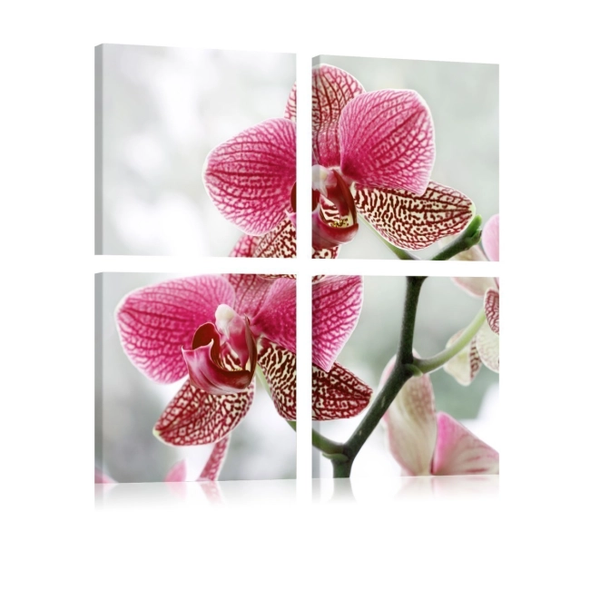 Obraz - Fantazyjna orchidea OBRAZ NA PŁÓTNIE WŁOSKIM