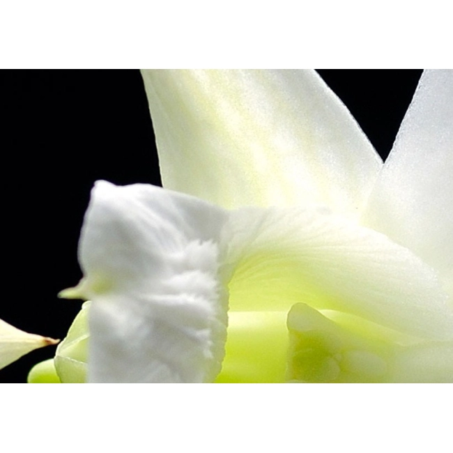 Obraz - Melancholijne orchidee OBRAZ NA PŁÓTNIE WŁOSKIM