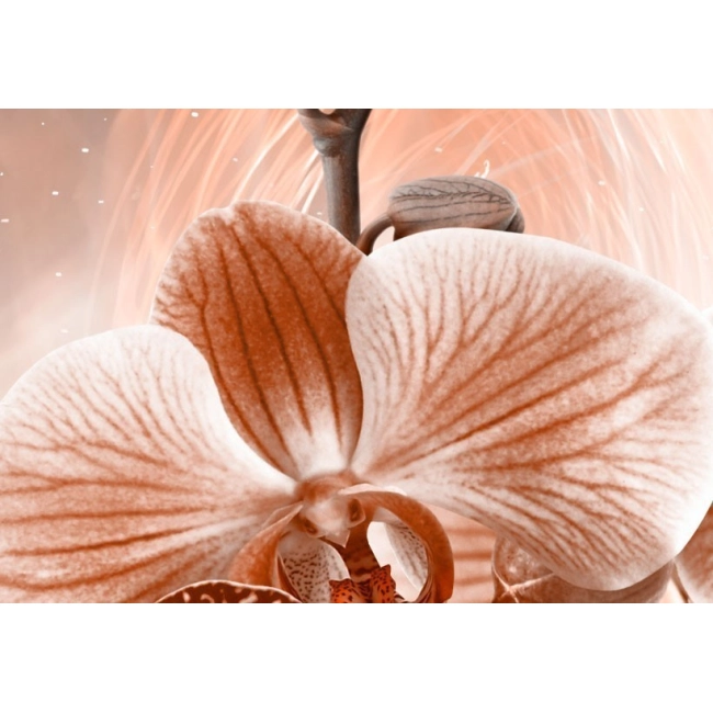 Obraz - Miłosne orchidee OBRAZ NA PŁÓTNIE WŁOSKIM