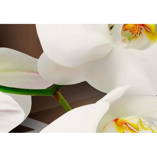 Obraz - Orchidee w kolorze kości słoniowej OBRAZ NA PŁÓTNIE WŁOSKIM