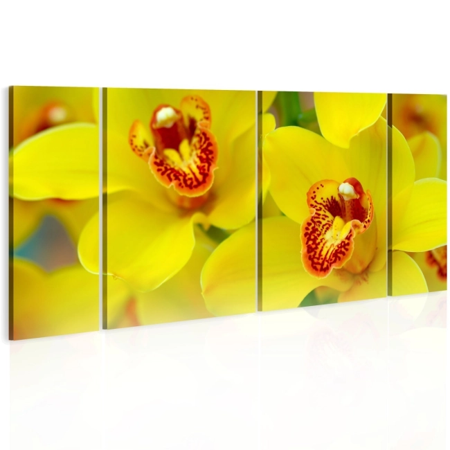 Obraz - Orchids - intensity of yellow color