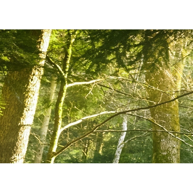 Obraz - Piękno lasu OBRAZ NA PŁÓTNIE WŁOSKIM